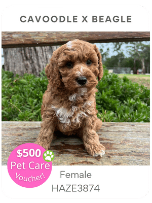 Puppies Australia Cavoodle x Beagle puppy for sale