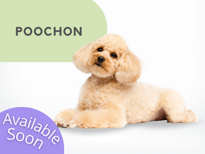 Puppies Australia Poochon Available Now