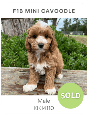 Puppies Australia Mini Cavoodle puppy for sale