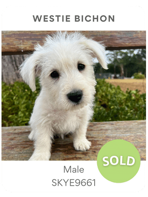 Puppies Australia Westie Poodle Puppy For Sale