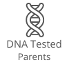 Puppies Australia DNA tested Parents