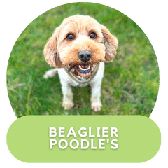Beaglier Poodles