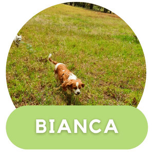 Puppies Australia Beaglier Dam Bianca