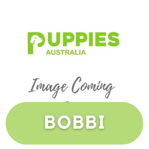 Puppies Australia Corgi X Dam Bobbi