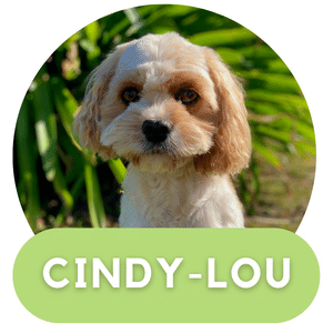 Puppies Australia Toy Cavoodle Dam Cindy-Lou