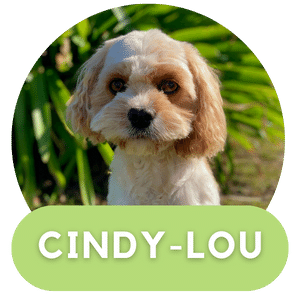 Adult rehoming program cindy