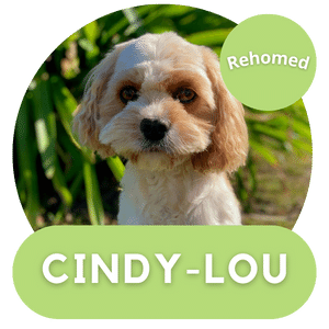 Adult rehoming program cindy