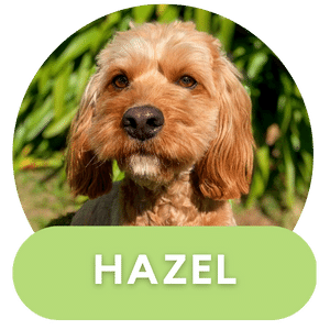 Puppies Australia Beaglier Poodle Dam Hazel