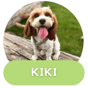 Puppies Australia Mini Cavoodle Dam Kiki