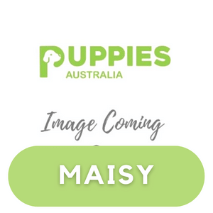 Puppies Australia West Highland Terrier Dam Maisy