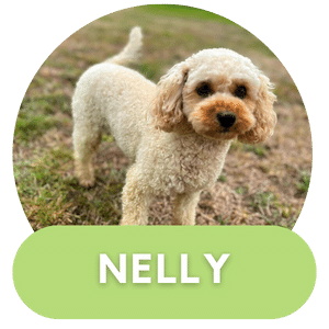 Puppies Australia Toy Cavoodle Dam Nelly