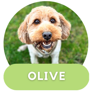 Puppies Australia Beaglier Poodle Dam Olive