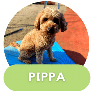 Puppies Australia Beaglier Poodle Dam Pippa
