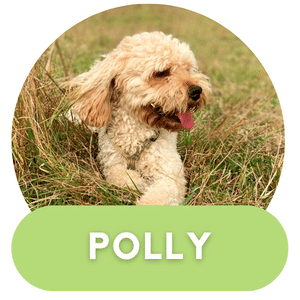 Puppies Australia Beaglier Poodle Dam Polly