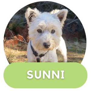 Puppies Australia West Highland Terrier Dam Sunni