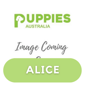 Puppies Australia Poodle Dam Alice
