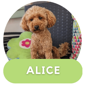 Puppies Australia Poodle Dam Alice