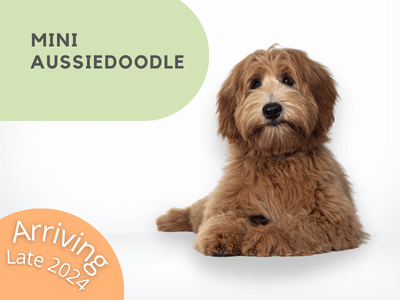 Puppies Australia Japoodle Available Now