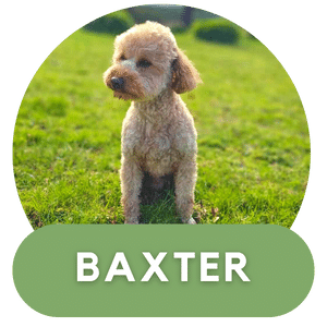 Puppies Australia Baxter Poodle Sire