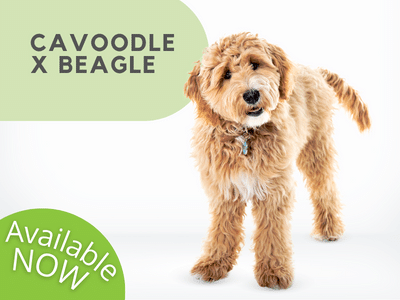Puppies Australia Beaglier Poodle Available Now