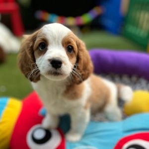 Beaglier Poodle Puppy For Sale