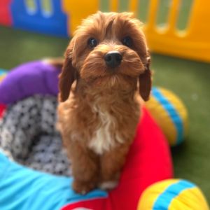 Puppies Australia Toy Cavoodle Puppy for sale