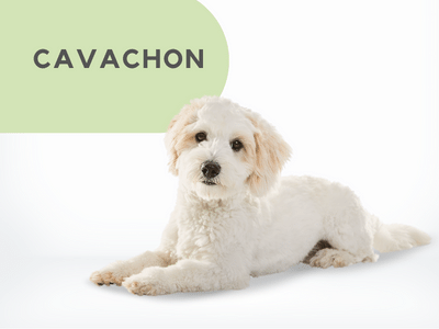 Puppies Australia Cavachon Available Now
