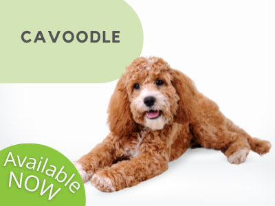 Puppies Australia Cavoodle Available Now