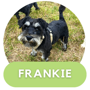 Puppies Australia Frankie Miniature Schnauzer Dam