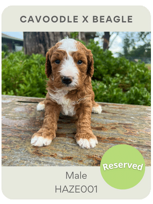 Puppies Australia Toy Cavoodle Puppy for sale