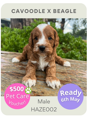 Puppies Australia Cavoodle x Beagle puppy for sale
