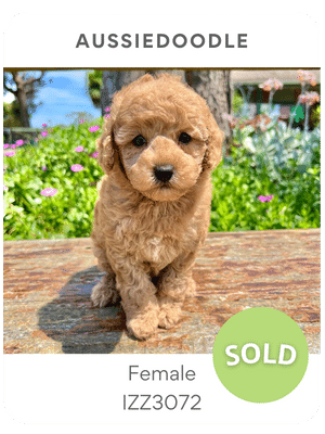 Puppies Australia Aussiedoodle puppy for sale