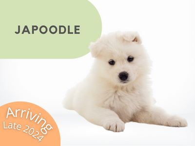 Puppies Australia Spoodle Puppy Category