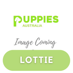 Puppies Australia Cavalier Sire Oscar