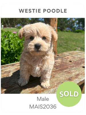 Puppies Australia Westie Poodle Puppy for sale