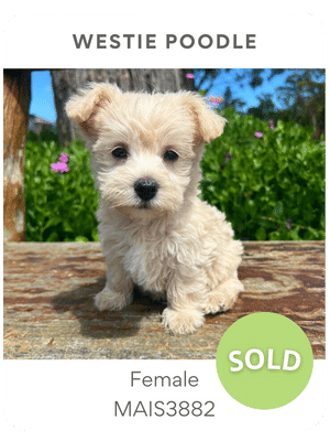 Puppies Australia female westie poodle puppy for sale
