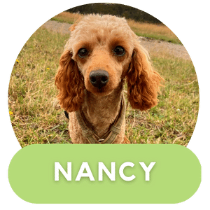 Puppies Australia Poodle Dam Nancy