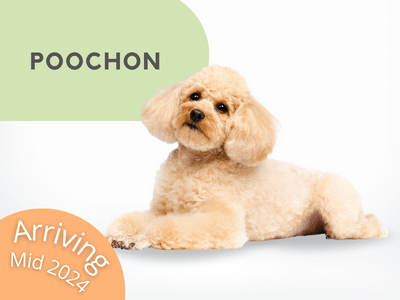 Puppies Australia Poochon Available Now
