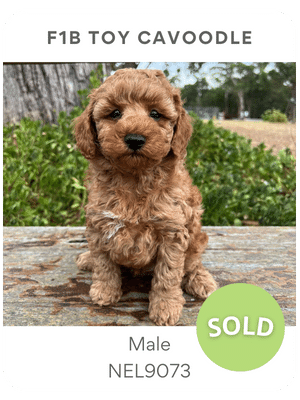 Puppies Australia Mini cavoodle puppy for sale