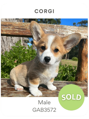 Puppies Australia Corgi Puppy for sale