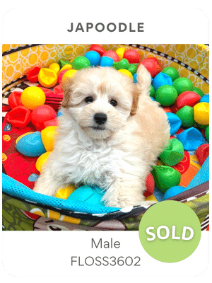 Puppies Australia Japoodle puppy for sale