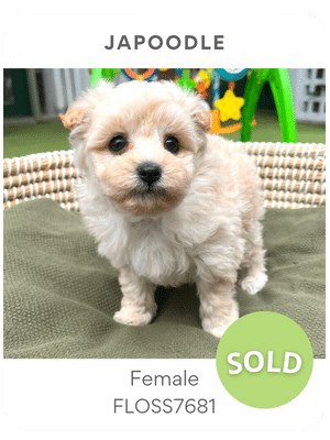 Puppies Australia Japoodle Puppy For Sale