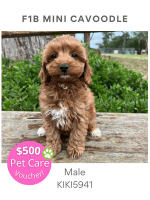 Puppies Australia Mini Cavoodle Puppy for sale