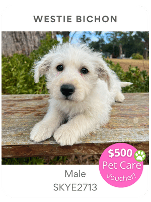 Puppies Australia Westie Poodle Puppy for sale male