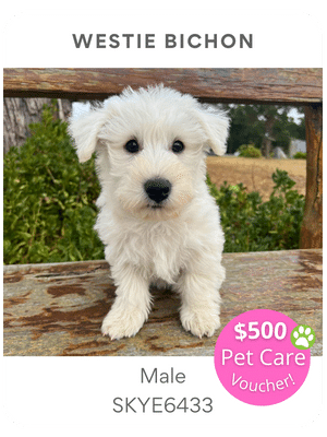 Puppies Australia Westie Poodle Puppy for sale
