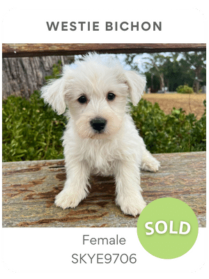 Puppies Australia female westie poodle puppy for sale