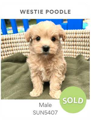Puppies Australia Westie Poodle Puppy For Sale