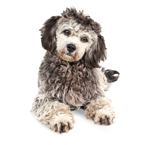Puppies Australia Schnoodle Breed Characteristic