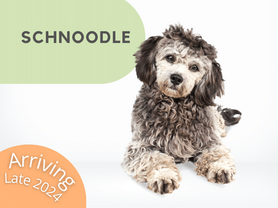 Puppies Australia Schnoodle Available Now