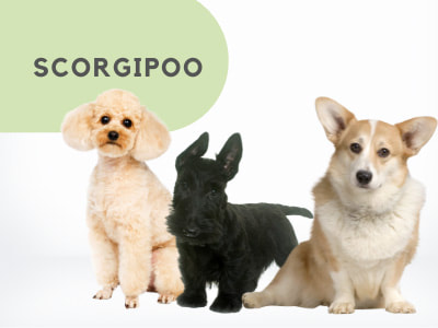 Puppies Australia Scorgipoo Available Now